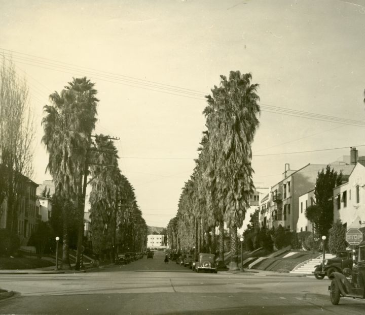 Palm tree lined street 